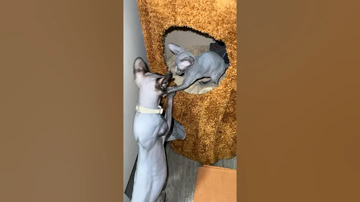 Video 8258861: sphynx baby kitten
