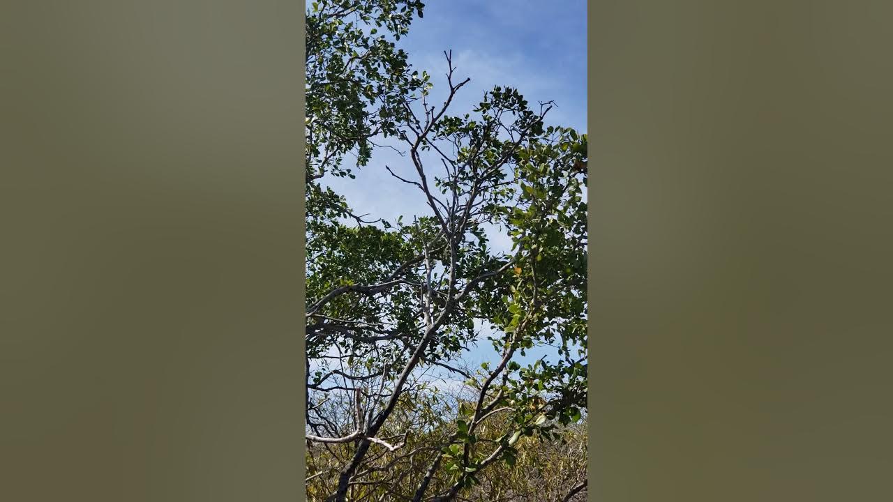 Dry limestone plant species in Jamaica YouTube