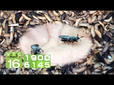 Video Nuôi ruồi lấy trứng: Những lợi ích không tưởng | VTC16 - youtube
