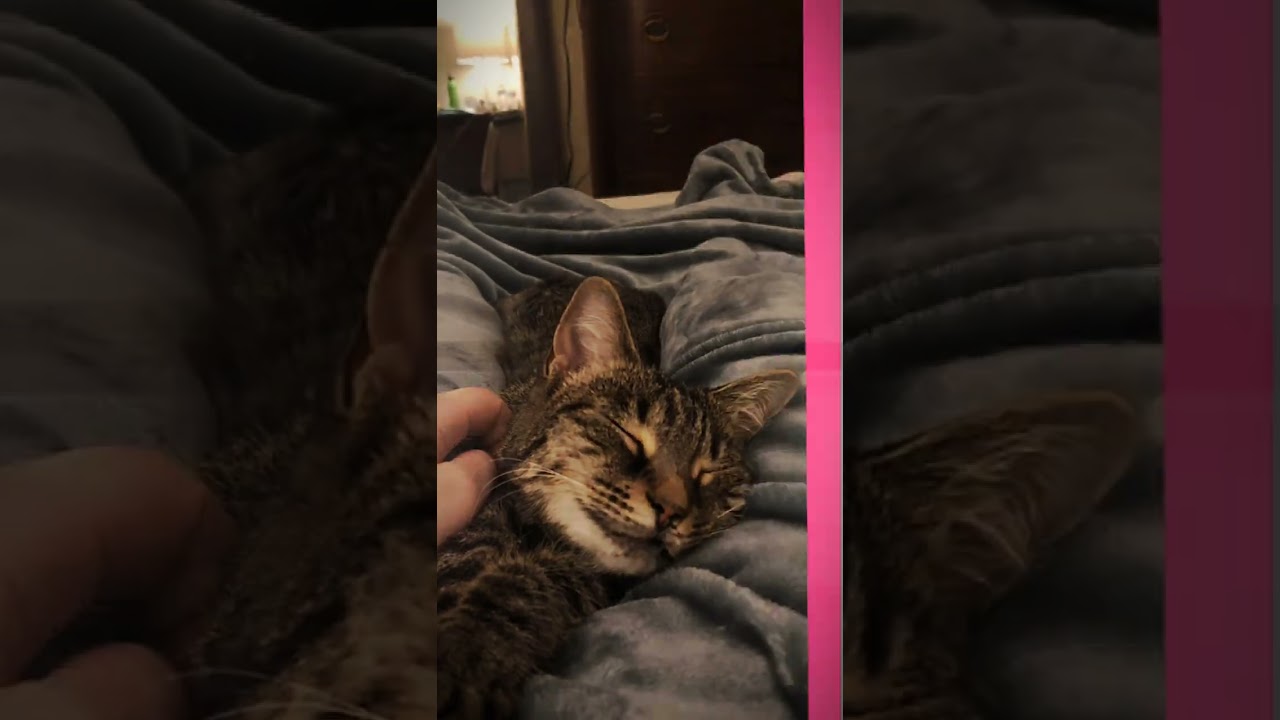 🐶+😺perfect match just like us💖