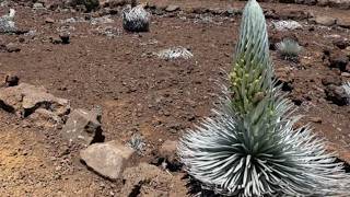 Rare Haleakala silversword begins bloom near summit