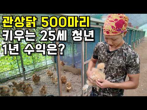 "초등학생 때부터 닭 키웠어요" 관상닭 키워 연 매출 억대 찍는 25세 농장주 thumbnail