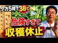 危険な暑さでオクラの収穫を当面休止します。収益より一緒に働く方の命を優先しました(2026.7.24)