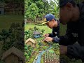 Membuat miniatur kebun bawang dan sungai #viral #fyp