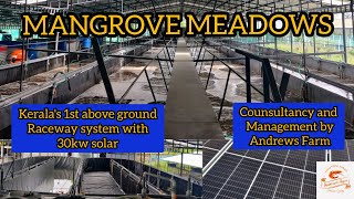 Kerala's 1st above ground biofloc raceway system | vannamie shrimp | 30kw solar| Mangrove Meadows