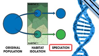 Creationism Debunked: "Evolution & Speciation Has Never Been Observed!"