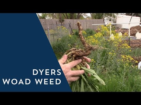 Video: Dyer's Woad Control: Kawm Txog Kev Tshem Tawm Ntawm Woad Weeds