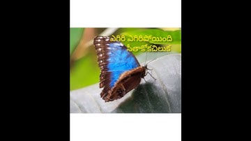 Telugu Captions #shorts #aesthetictelugucaptions #instacaptions