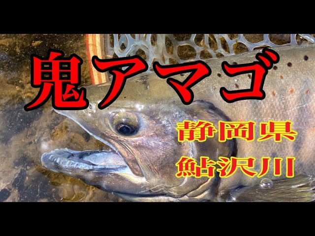 鬼アマゴを釣る 鮎沢川ルアー フライ Youtube