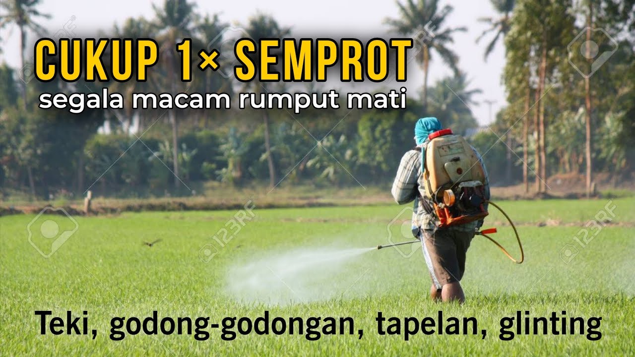 Semprot ini, rumput di tanaman padi cepat mati