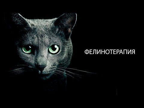 У кошек 9 жизней.