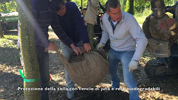 Come curare il marciume del colletto del pomodoro?