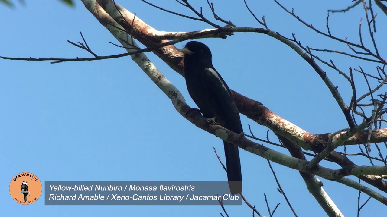 Yellow billed Nunbird Monasa flavirostris 
