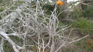 Cravo do mato (Tillandsia crocata) - thptnganamst.edu.vn