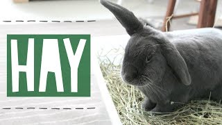 Where To Buy Hay? What Kind Of Hay To Buy?
Today I talk about hay.. and what kind of hay to buy.
Get 15% Off your SmallPetSelect Order!: https://mbsy.co/smallpetselect/42967578
less than 3
Thanks for watching!
Pets:
Storm: Rabbit_Male_Mixed Breed
Misty: Rabbit_Female_Holland Lop
Willow: Cat_Female
How I built my DIY cage: https://www.youtube.com/watch?v=PSPusw2jS9M
Video Requests are Highly Appreciated!
OTHER CHANNEL: https://www.youtube.com/channel/UCzlOsDUXhksvO4dj0iQb_Tw
INSTAGRAM: https://instagram.com/stormyrabbits
TWITTER: https://twitter.com/StormyRabbits
SNAPCHAT: stormyrabbits
MUSIC: Youtube Music, https://www.youtube.com/channel/UC-B3l3dgbIk2lOkUpHkpCDQ , or NCS: https://www.youtube.com/user/NoCopyrightSounds
Other Video Credits: https://www.youtube.com/user/GlamSolutions
Camera: Canon T5i
Editor: Final Cut Pro
NOTE: I am not a professional and dont claim to be, If you have an emergency PLEASE call a vet. Where To Buy Hay? What Kind Of Hay To Buy?