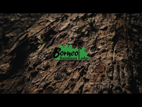 Borneo Rainforest Lodge Reviews