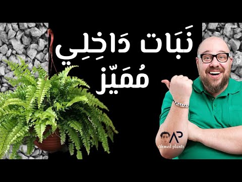 فيديو: هل يمكن أن تأخذ السراخس الشمس بالكامل؟