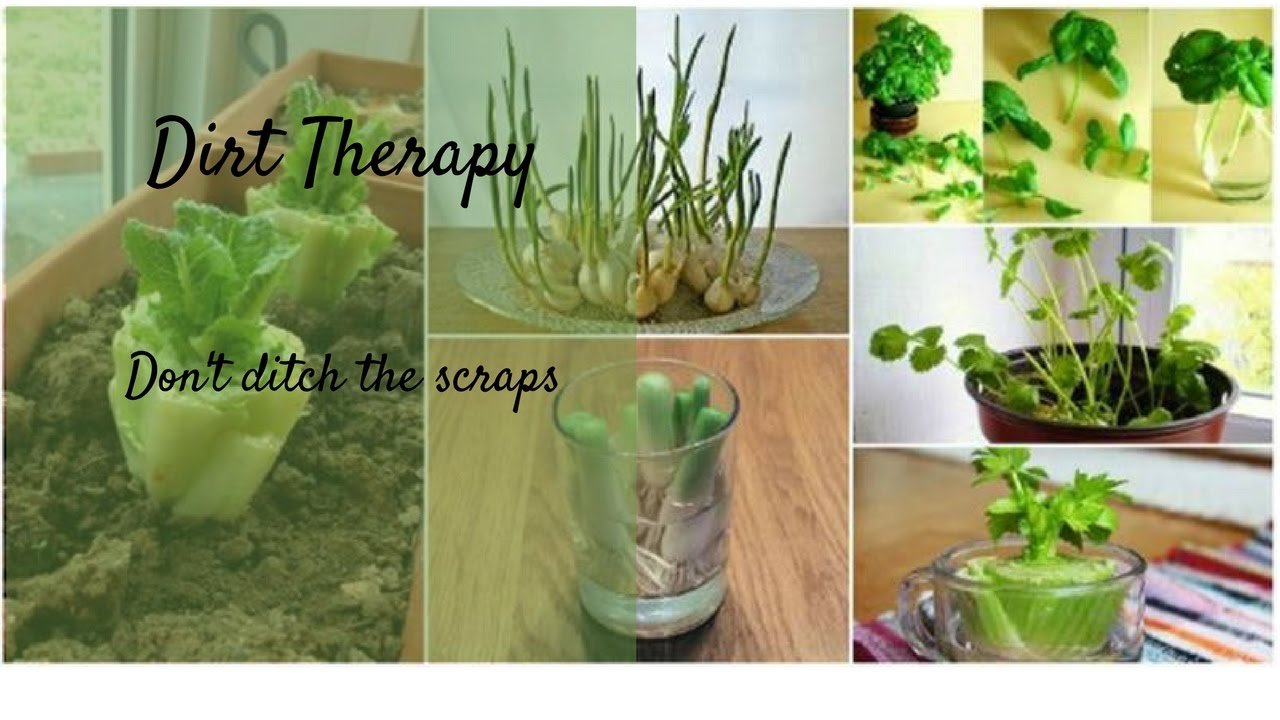 какие овощи вырастить дома. морковь на зелень на подоконнике. какие овощи вырастить дома. зелень на подоконнике. домашний огород на подоконнике.