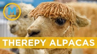 Move over dogs, alpacas are now being used as therapy animals | Your Morning