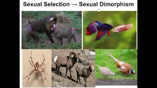 Video 2.4 - Five Forces of Evolution - WHS AP Biology