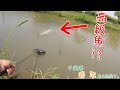 こんな場所で高級魚が釣れました！ 〇〇〇って釣れるんだ～！ 千葉県 香取で小物釣り。