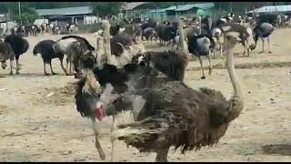 OSTRICH  mating