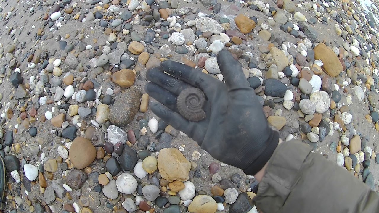 Fossil Hunting. Episode 42 - Part 1 Speeton Nov 2019 