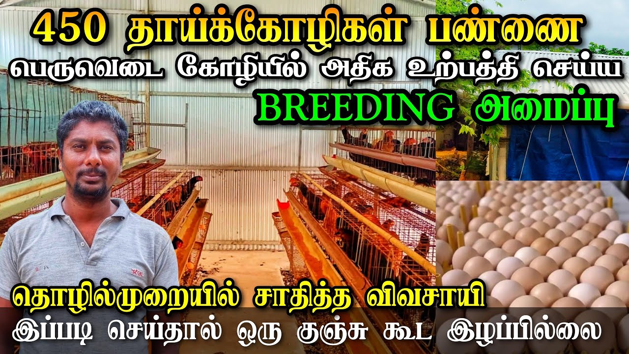 450 தாய்க்கோழிகளில் இருந்து குஞ்சுகள் உற்பத்தி | தூயரக பெருவெடைக்கோழி பண்ணை | AI Technology Breeding
