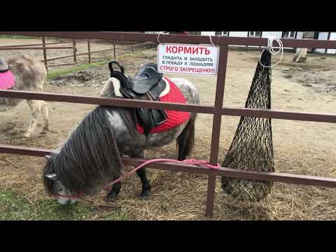КРУТОЙ ПАРК!!! ШЕРСТЯНИК