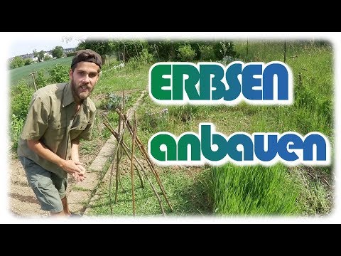 Video: Erbsen im Containergarten – Anbau und Pflege von Erbsen in Töpfen