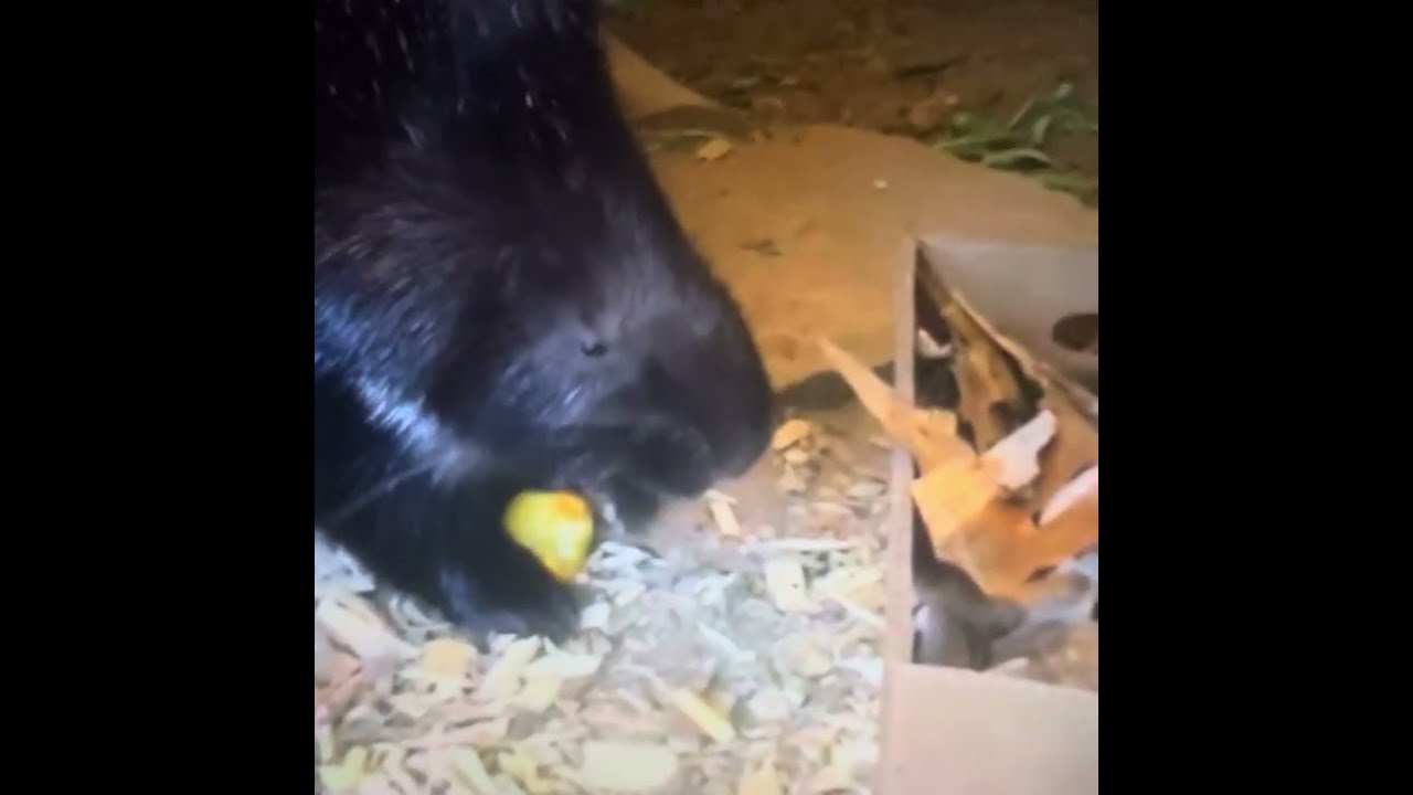 Porcupine Enrichment