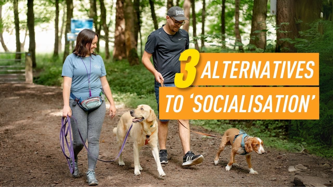 Ваша реактивная собака не нуждается в «социализации»