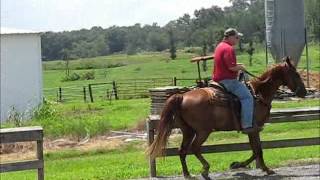 TWH chestnut reg. TWH gelding