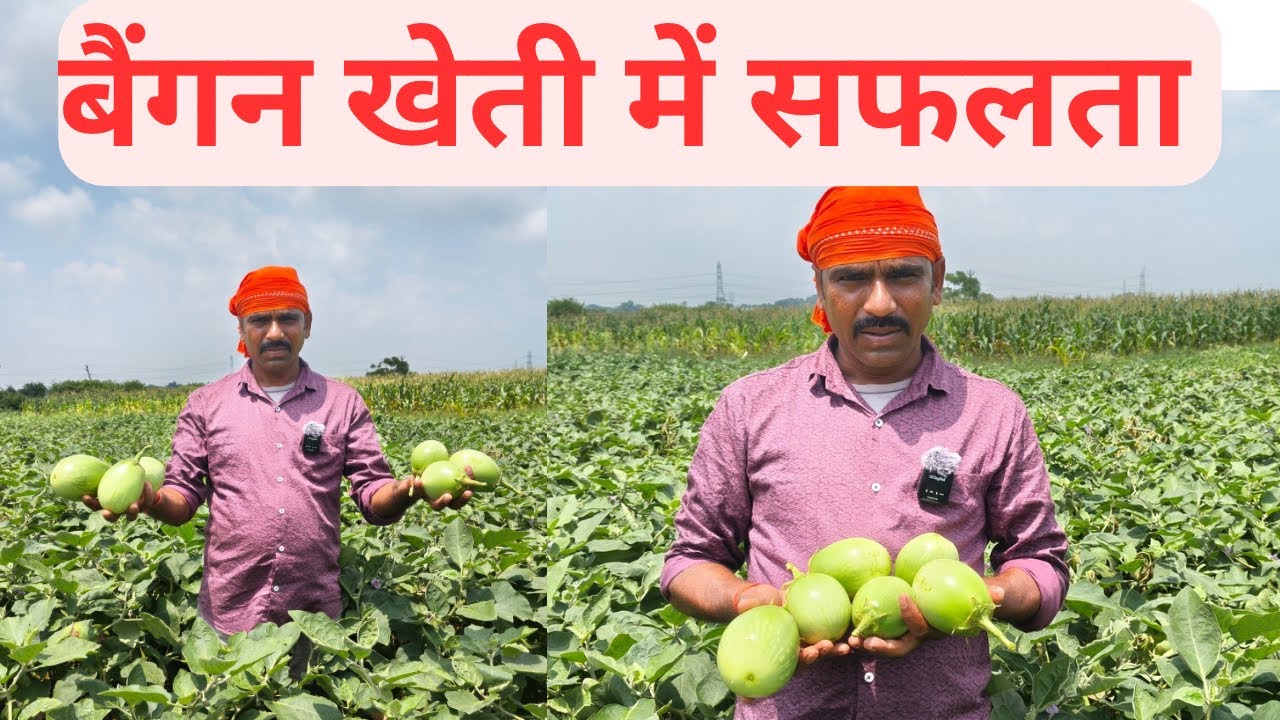 बैंगन की खेती में सफलता का राज़ | Modern Agriculture Ideas