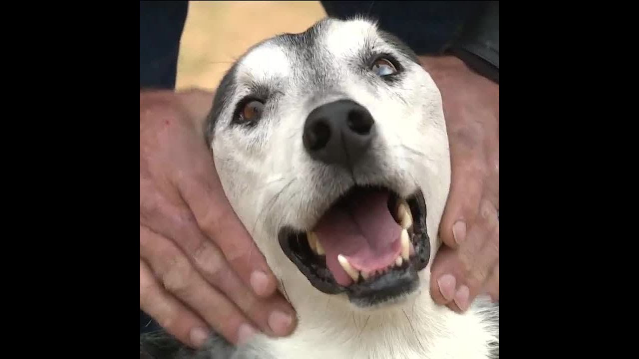 Dog reunited with owner 6 years after being taken from backyard - YouTube