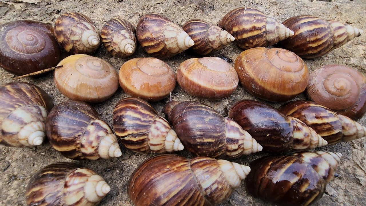 В секретном канале обнаружены улитки Хаг и Лонг.