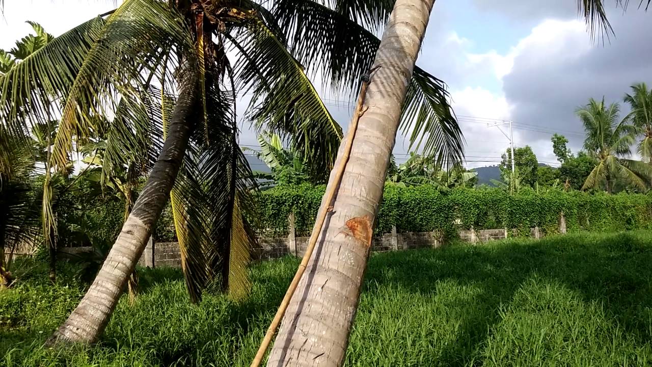 Land Roxas City, Capiz YouTube