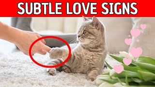 PAY ATTENTION to THESE SECRET and SUBTLE SIGNS OF CAT LOVE ‼️