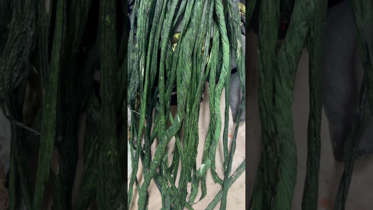 👻So many vines! #SwampRoom #Swamp #Halloween #Viral #FOSMT🎃