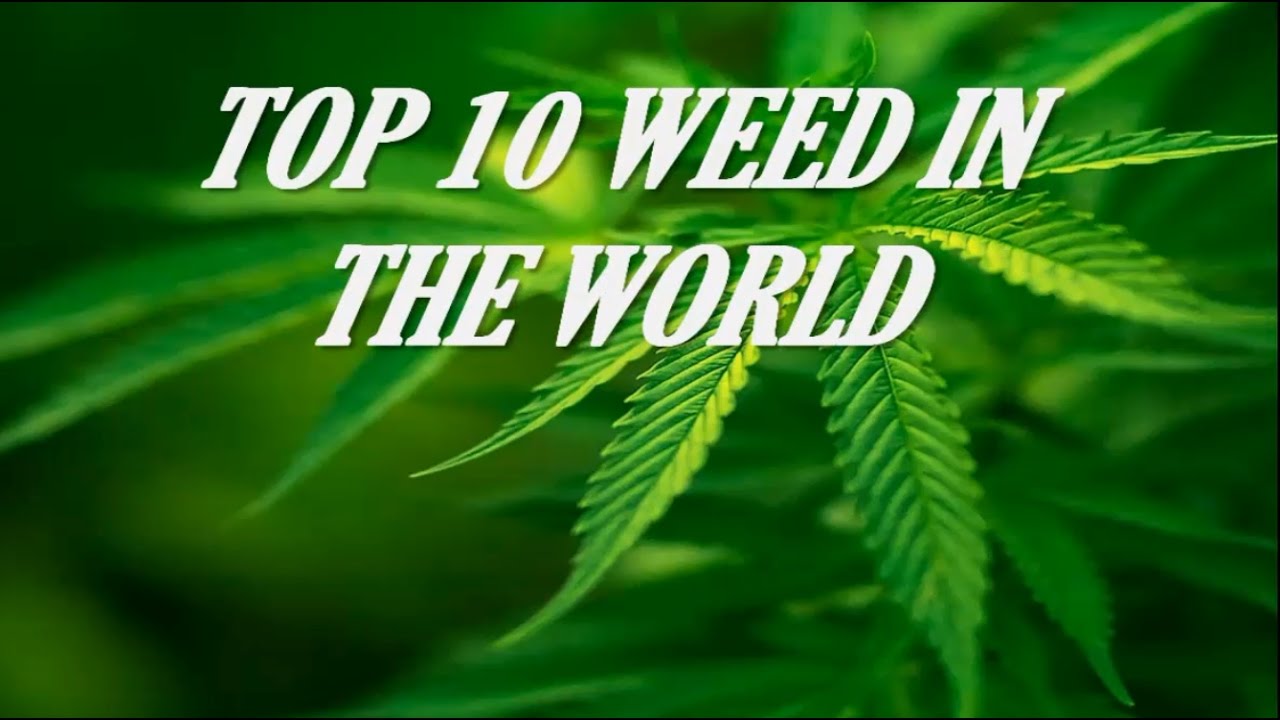TOP 10 WEED IN THE WORLD EVER
