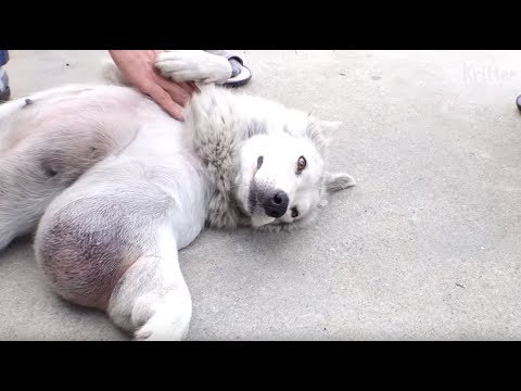 Vidéo: Un Chien Abandonné A Une Tumeur Douloureuse De 3,5 Livres Retirée Du Cou