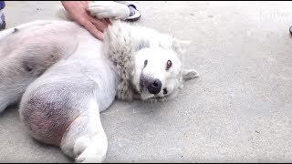 Abandoned White Dog With A Huge Tumor On Her Leg | Kritter Klub