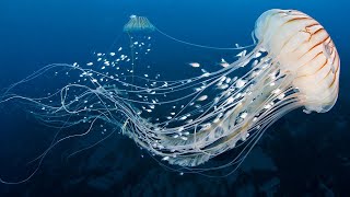 3 часа - Успокаивающая классическая музыка и подводный мир - Танцующие медузы
