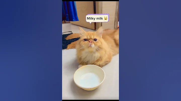 Video 11365641: cat funny pets food, cat funny pets love, cat pet eating, milk cat funny
