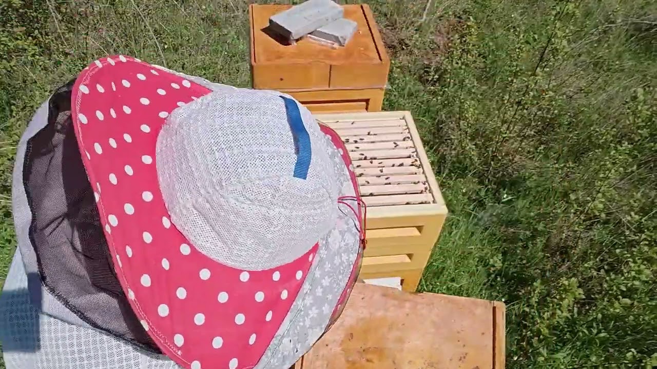 Kontrola matečníků – Langstroth úly Flugo v akci (27. 4.)