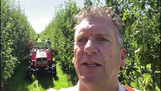 Pensionados Plukken Fruit