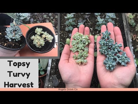 Video: Growing A Topsy Turvy Echeveria – Lär dig om Topsy Turvy-suckulenter