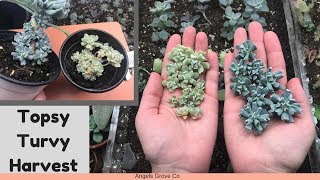 Don't forget to name these succulents below! i need a way distinguish
them from each other when talk you guys about and blue green one just
...