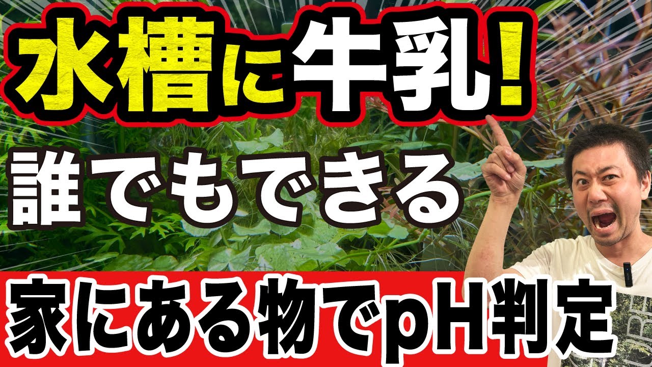 【検証】検査キット不要、家にある物でpHが分かる方法を試してみた〜アクアリウム