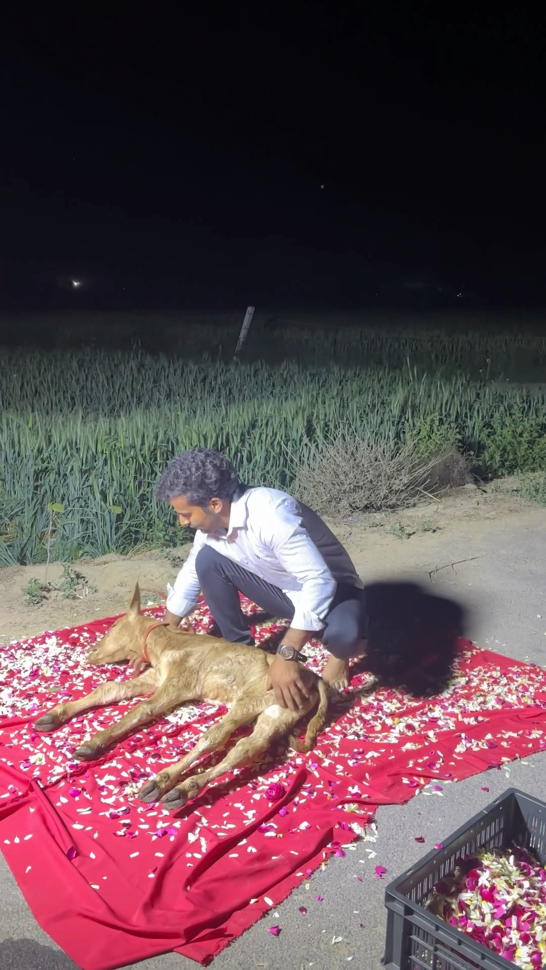 Please don't do this to dumb animals??#humanity #respect #helping #trending #viralvideo #youtube